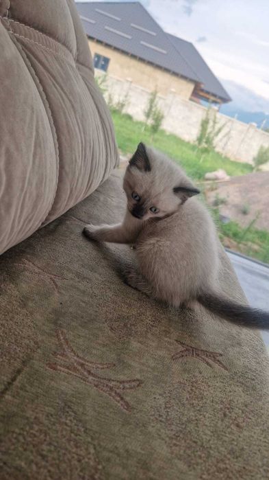 Котята ищут маму.