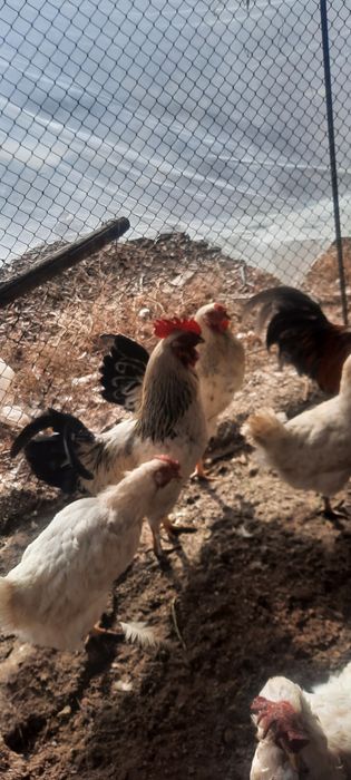 Xōrozlar sotiladi Хурозлар сотилади