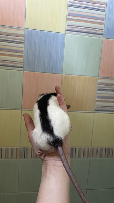 Продам ручных крысят