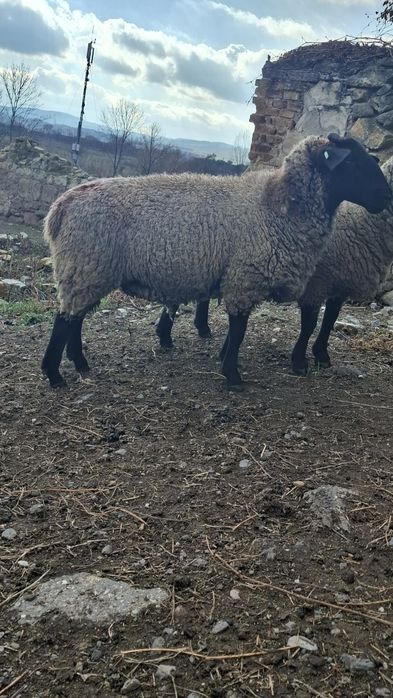 Mioară gestantă,cârlane gestante cu berbec suffolk original