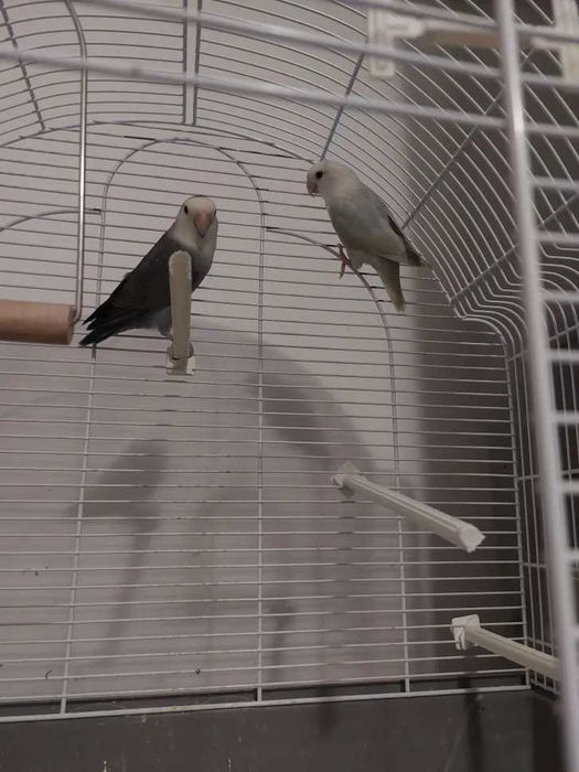 Vand pereche agapornis (lovebirds) cu varsta de un 1 an