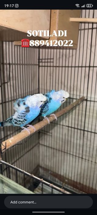 Papugay babichka 800 min tayor para ishlaga harakatda