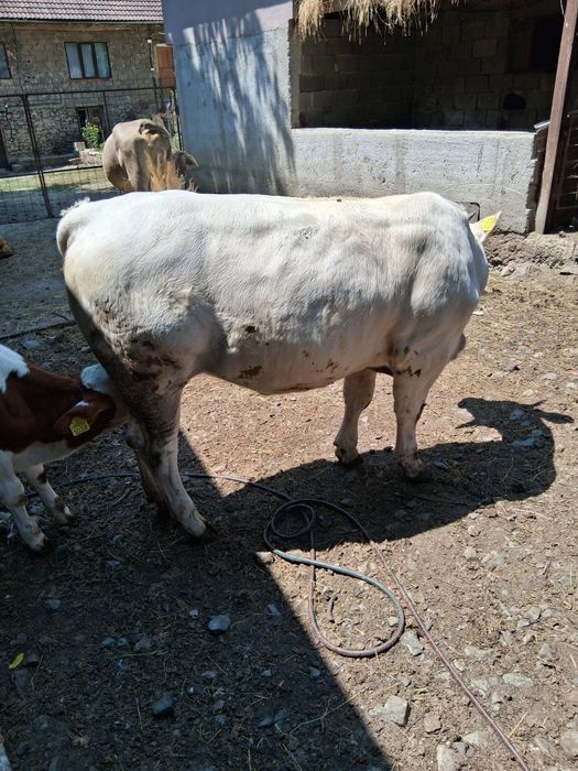 Vaca de rudă gustata in 8 luni