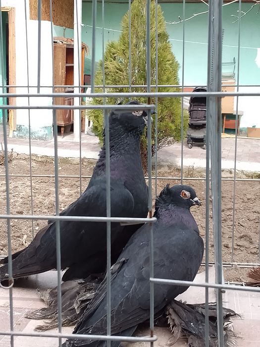 Двухчубые жуксамец самка чубатый волерный