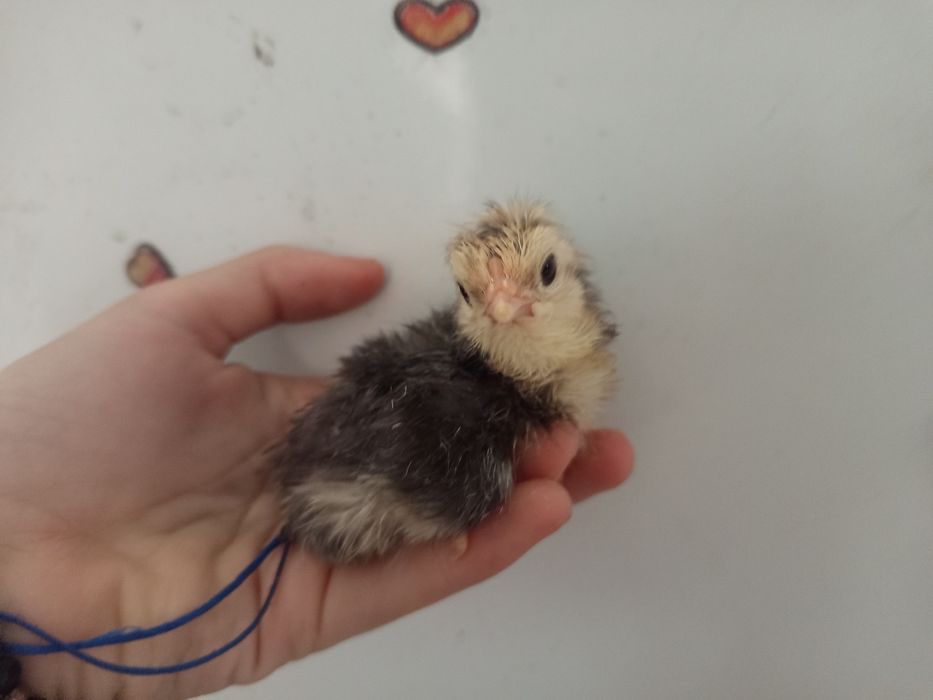 suntem pui australorp