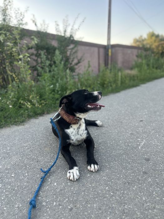 Vănd amstaff 1000 de lei