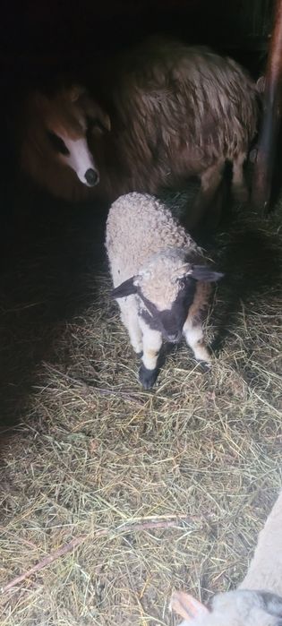Vând o oaie cu miel și o mioara