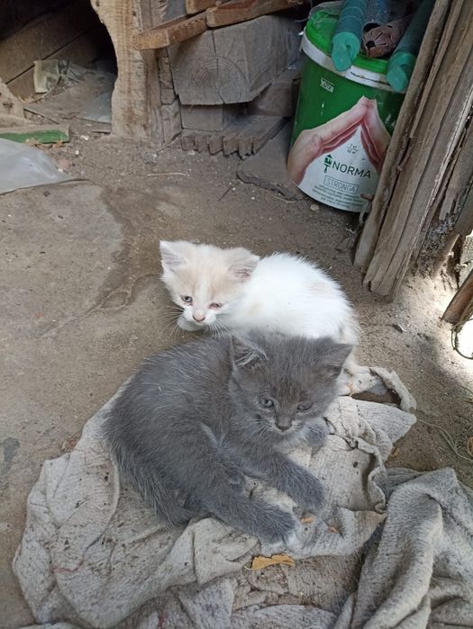 Отдам кошку с котятоми