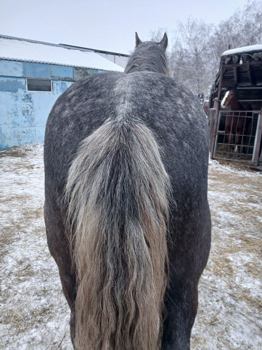 Жеребец на племя