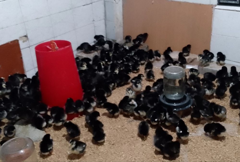 Кора товук тухум андижон