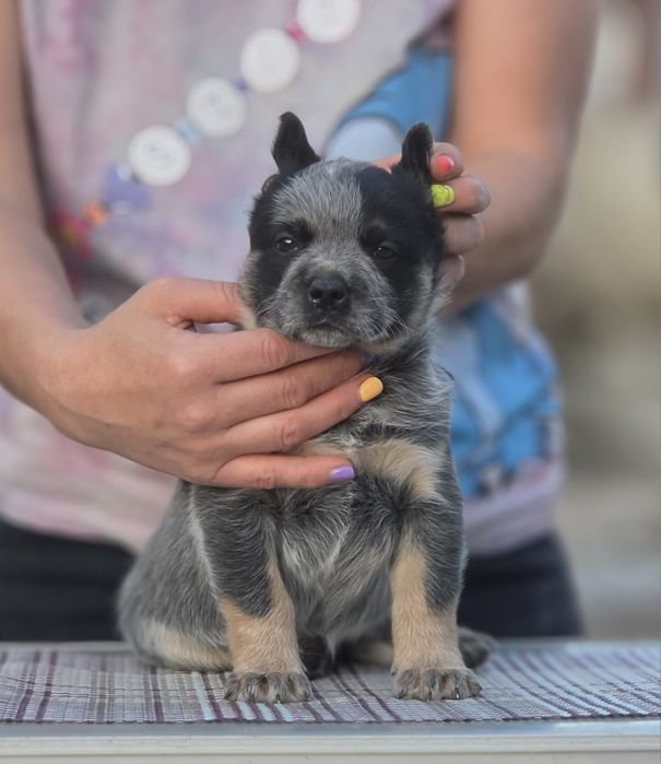 Australian Cattle Dog - femela