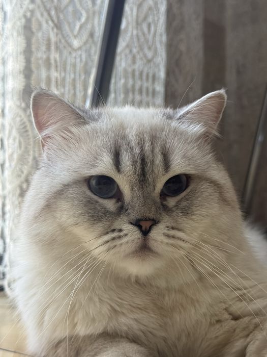 ВЯЗКА британский кот Серебристая Шиншила vyazka mushuk nasil olishga