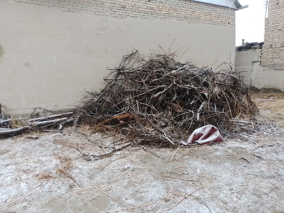 Утин хизим шохалар