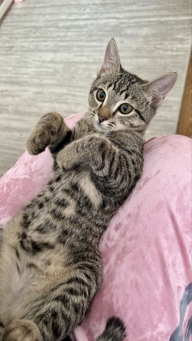 Котенок бесплатно