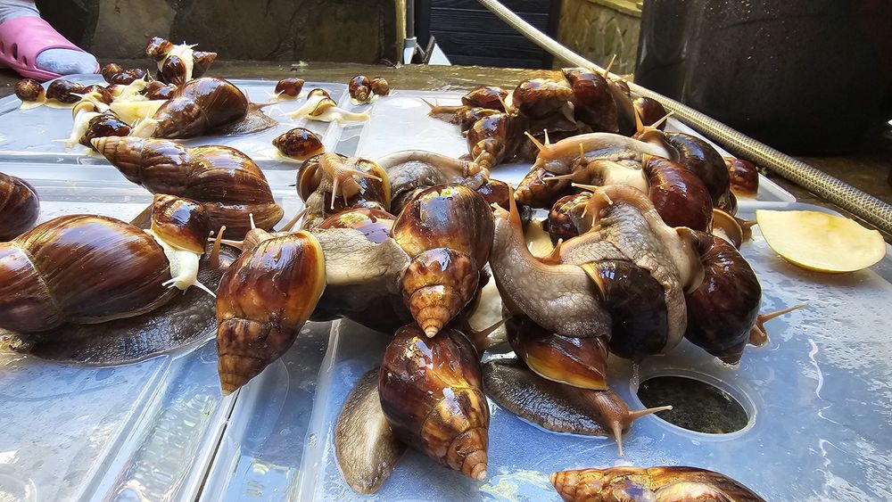 Melci africani uriași Achatina