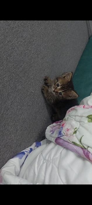 Катенок мальчик  ,катенок