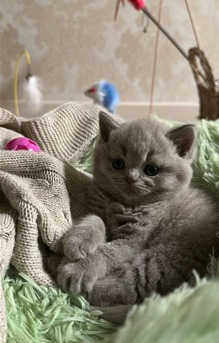 Британские котята