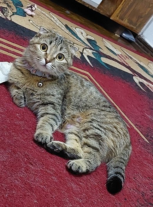 Scottish fold sotiladi