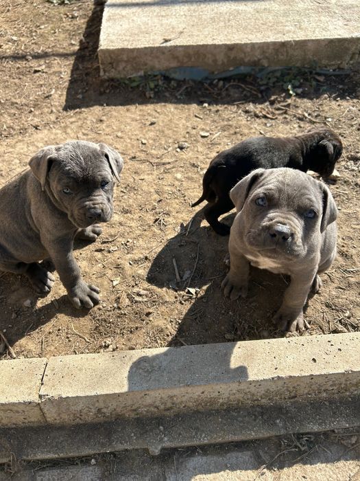 Малки кучета Кане Корсо