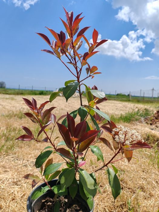 Photinia Red robin