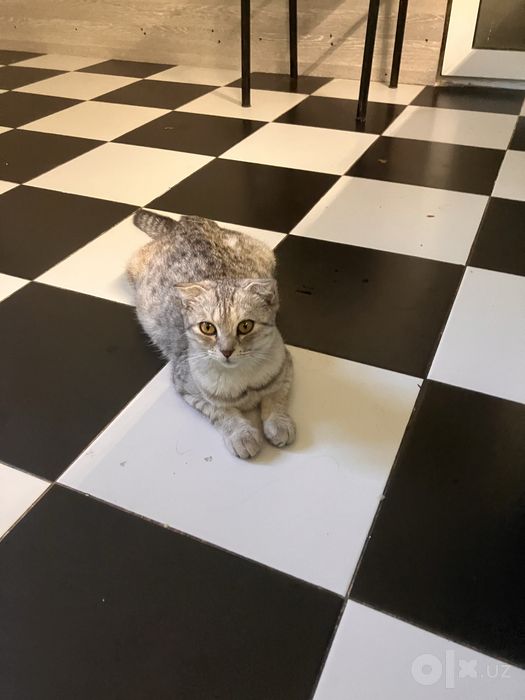 Продам кошку и котят