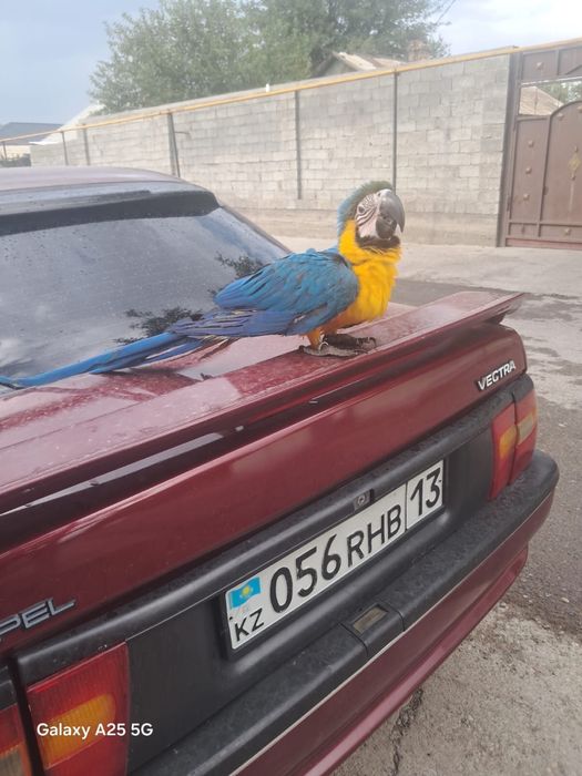 Попугай говоряющие