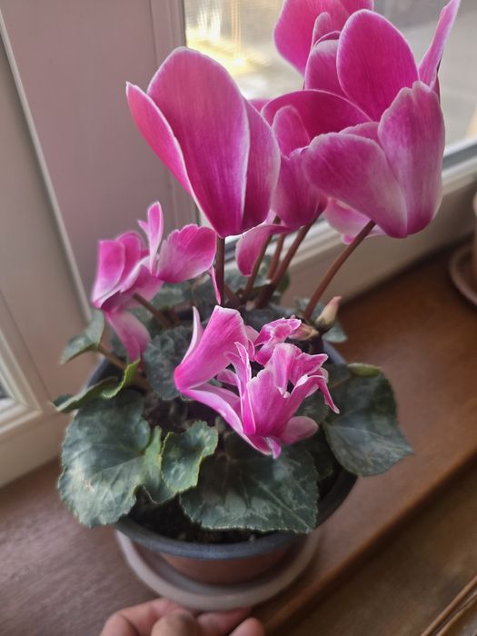 Продаётся комнатное растение