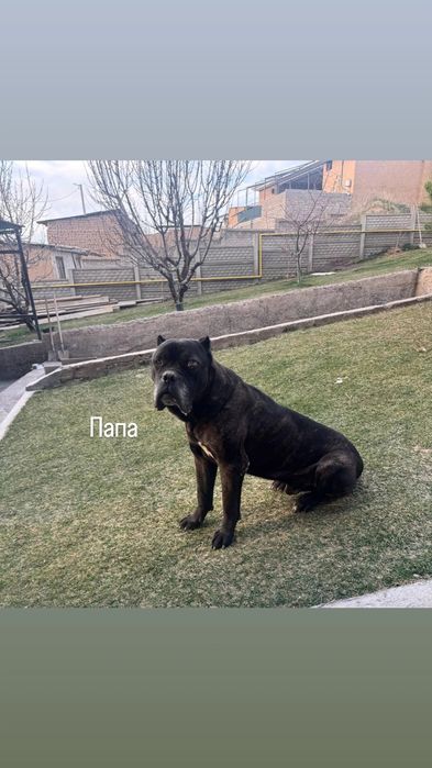 Замечательные щенки породы Кане-Корса