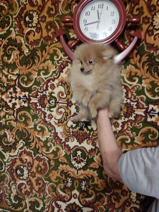 Померанский шпиц. Мини, мини девочка от Чемпиона.