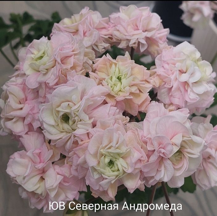 Пеларгонии укорененные