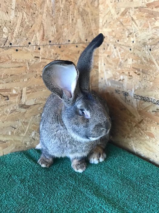 Masculi Urias German