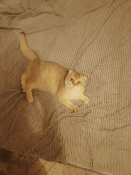 Девочка Шиншилла Золотая ny25