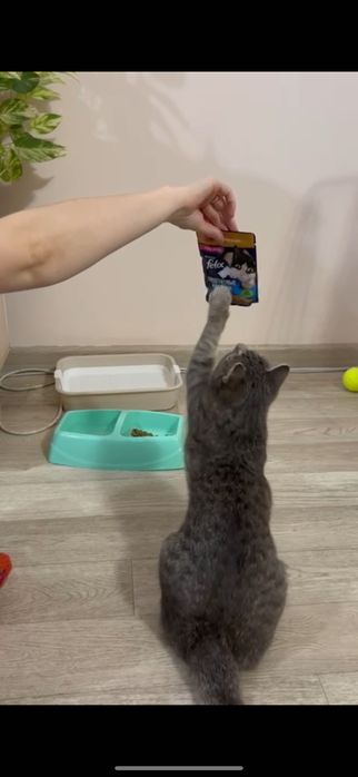 Супер-котенок в добрые руки