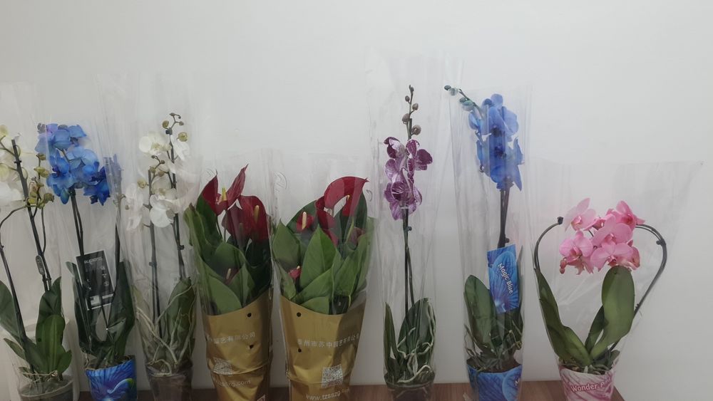 Тірі гүлдер. Живие цветы