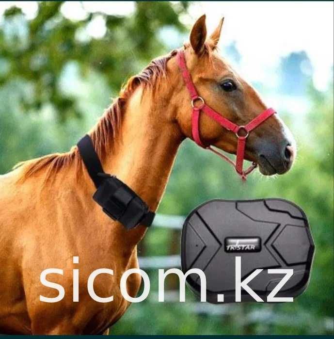 GPS для Лошадей/Жылкыга ЖПС/Малга  Трекер/Настройка/Гарантия/Доставка