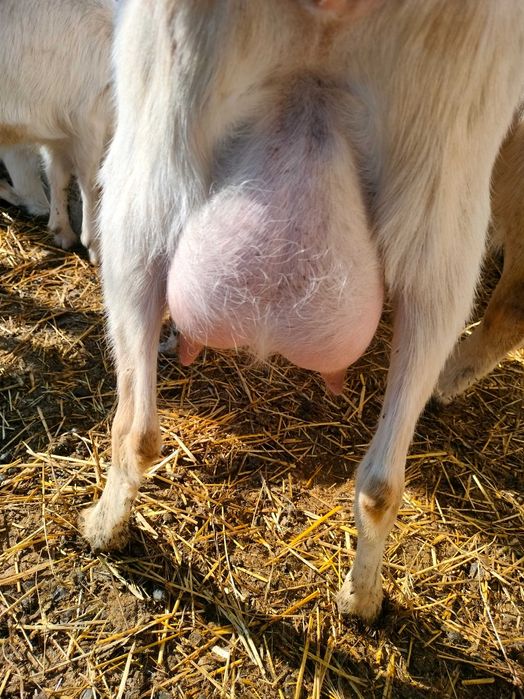 Vând ieduțe Saanen