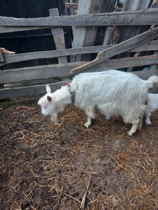 Vând capră albă de Banat împerecheat cu sanin Elvețian  cu iadă