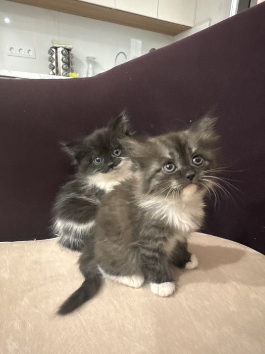 Отдам котенка 2 месяца
