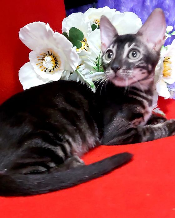 BLACK Bengal Cat. Vip котята