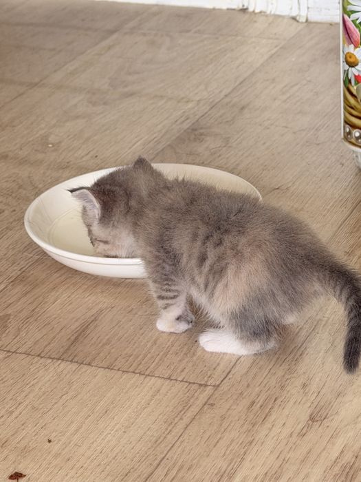 Отдаем котят