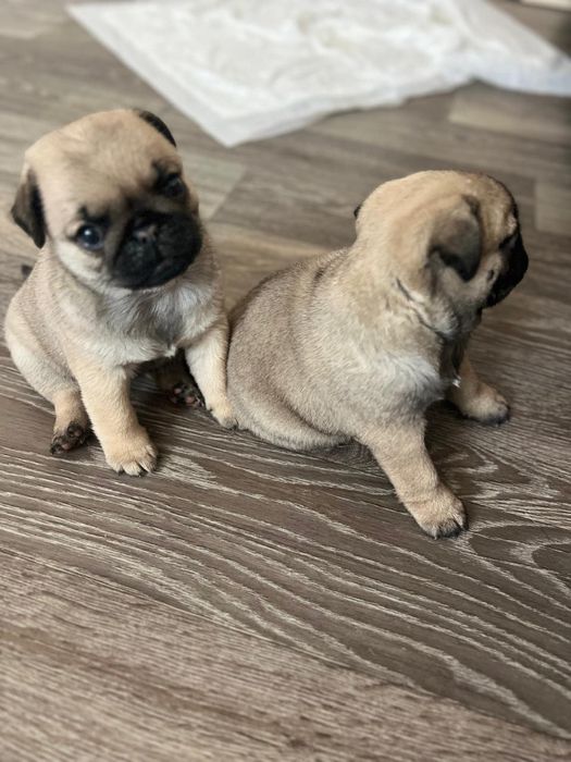 Продам мопсов бежевые