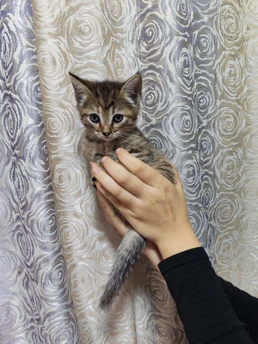Отдам котенка.1,5 месяца.  Девочка-мышеловка. К лотку приучена, кушает