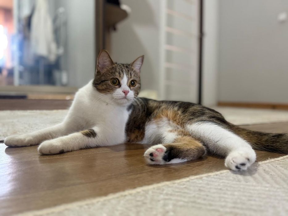 Отдам в добрые руки