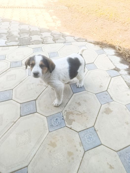 Продам щенков парода алабай