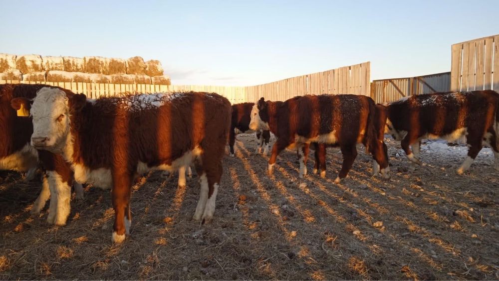 Қашар сатылады / Продается кашар(телята)