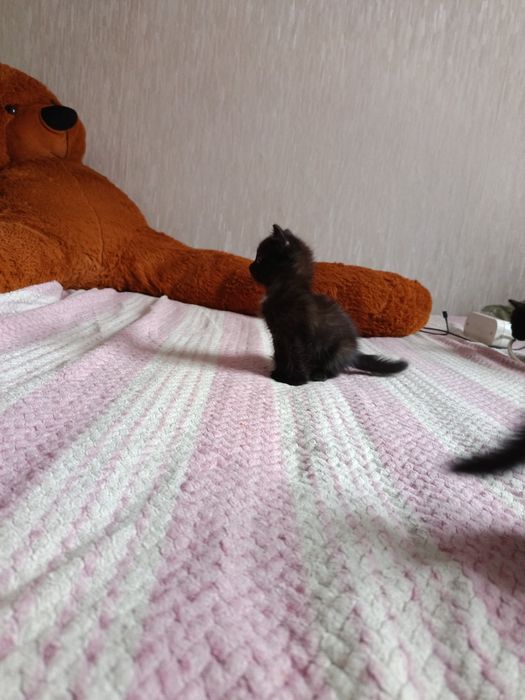 Отдам котят в хорошие руки