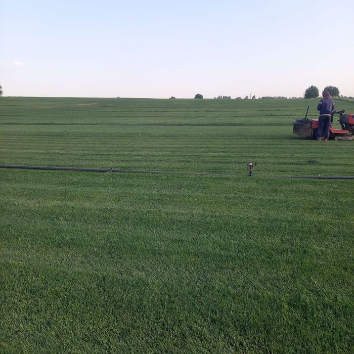 Рулонные газон в ташкенте | Таййор Газон