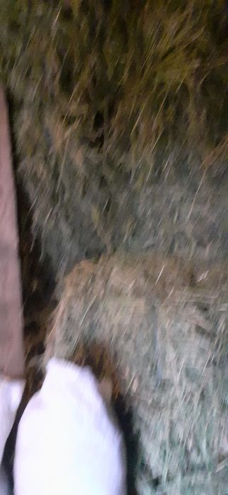 Baloți de lucernă de vînzare.