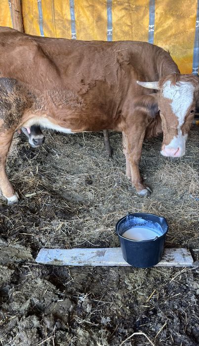 Vând două vaci gestante Și două purcele