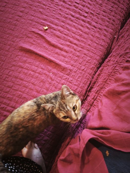 Нашли котенка очень добрая девочка ищем хозяина